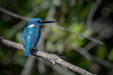 Small Blue Kingfisher on a branch