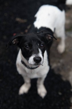 Small puppy with white and black fur