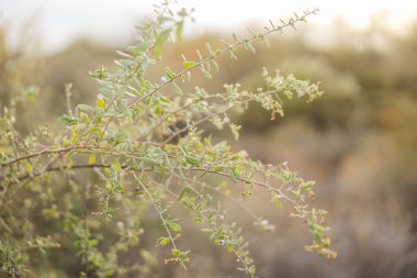 A delicate desert branch with greenery basking in soft golden light