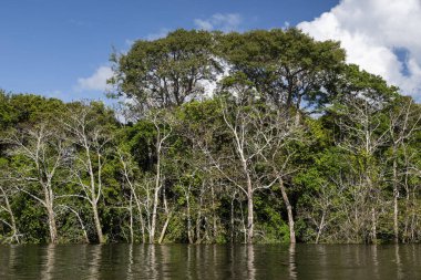 Beautiful view to green amazon flooded rainforest trees