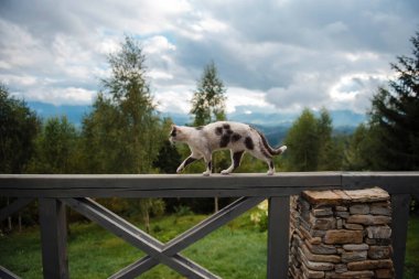 Cat Walking on Fence in Scenic Forest