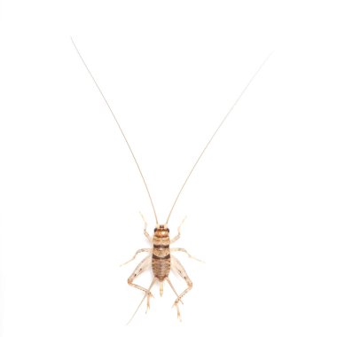 Overhead view looking down on a cricket against white backdrop