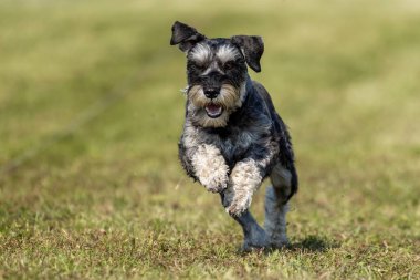Minyatür Schnauzer Koşu Pisti Hızlı Köpek Sporu