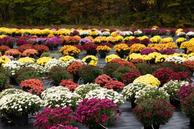Rows of colorful chrysanthemums in pots at an outdoor nursery