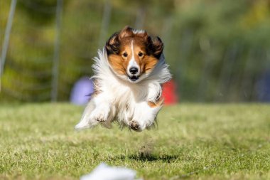 Shetland Çoban Köpeği Sheltie Koşu Alanı Koşu Pisti Hızlı Köpek Sporu