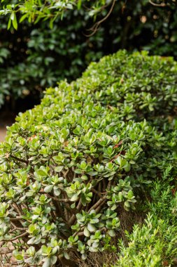 Dense jade plant shrubs with thick green succulent leaves