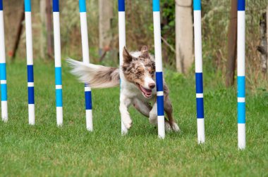 Border Collie running agility weave poles.