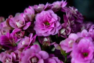 Close-up pink of many blossoms, vibrant petals and natural beauty.