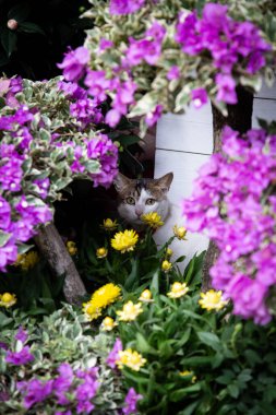 White and brown cat behind flower pot