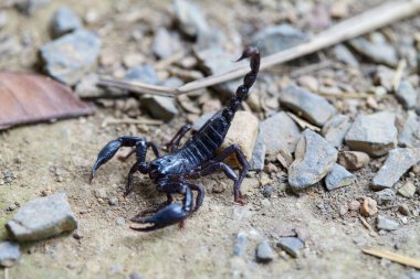 Close-up view of black Emperor Scorpion on ground