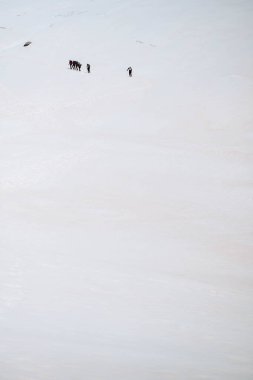 Mountaineers climbing the Glacier Blanc