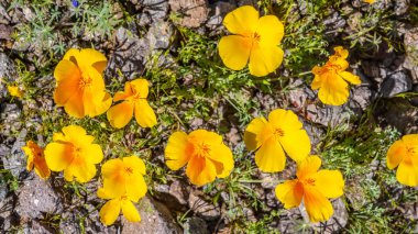 Picacho Zirvesi, Arizona 'da California Poppy.