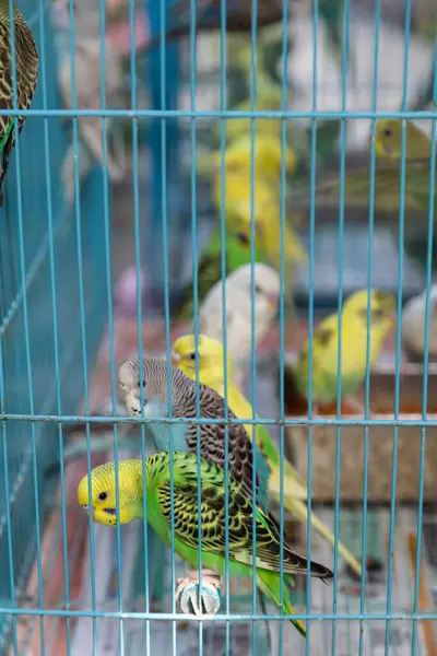 Several budgerigar parakeet (budgies) inside blue cage