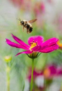 Close up of bee flying away from flower on summer day.