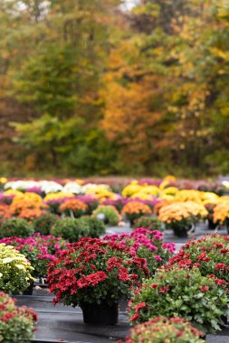 Chrysanthemums in vibrant colors set against a rainy autumn backdrop