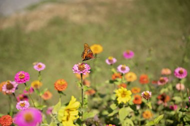 Butterfly flying over pink zinnia in vibrant flower garden