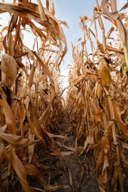 Dried corn stalks standing tall in a field during fall harvest season