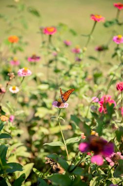 Butterfly feeding on pink zinnia in lush flower garden