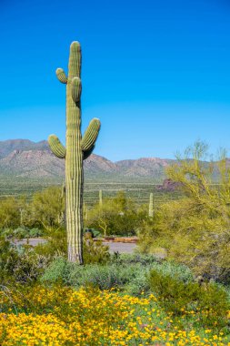 Picacho Peak SP, Arizona 'da uzun ince bir Saguaro Kaktüsü.