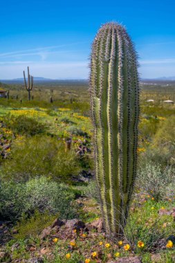 Picacho Peak SP, Arizona 'da uzun ince bir Saguaro Kaktüsü.