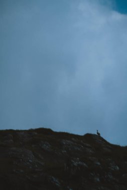 Uçurumdan bakan bir dişi geyik.