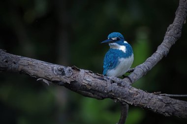 Small Blue Kingfisher on a branch