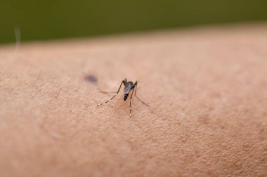 Sivrisineğin deriye kan emdiği yakın çekim görüntüsü