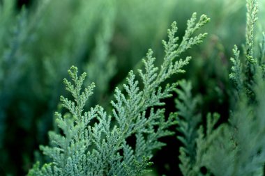 Structure in nature - green nature background by thuja