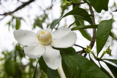 White river lotus flower in amazon riverside community