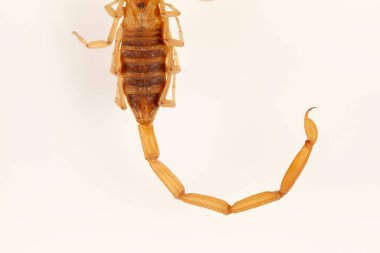 Close-up of scorpion's tail and stinger on solid backdrop