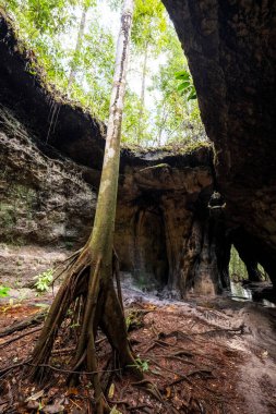 Beautiful view to tree sticking out of cave in Presidente Figueiredo