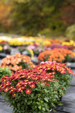 Close-up of vibrant chrysanthemums in bloom on a rainy day