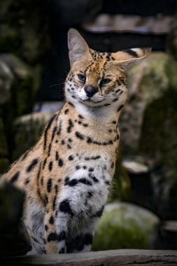 Serval. This small agile predator