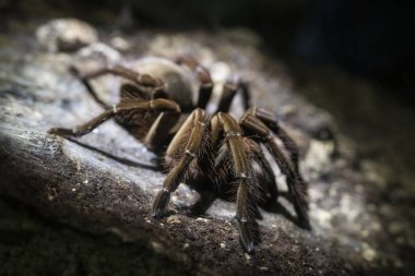 Goliath spider in MUSA, Manaus, Amazonas, Brazil