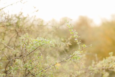 A sunlit desert branch with greenery against a soft golden backdrop