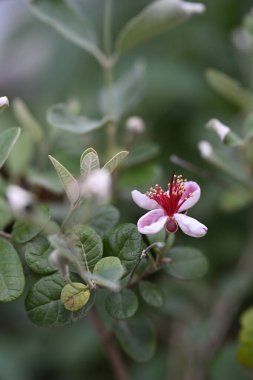 Feijoa flower aka quirina in bloom