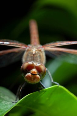 Dragonfly facing on leaf dark background vertical