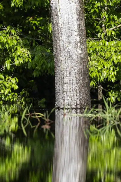 Beautiful view to tree and water reflection in green amazon forest