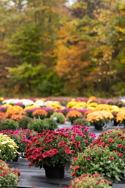Chrysanthemums in vibrant colors set against a rainy autumn backdrop