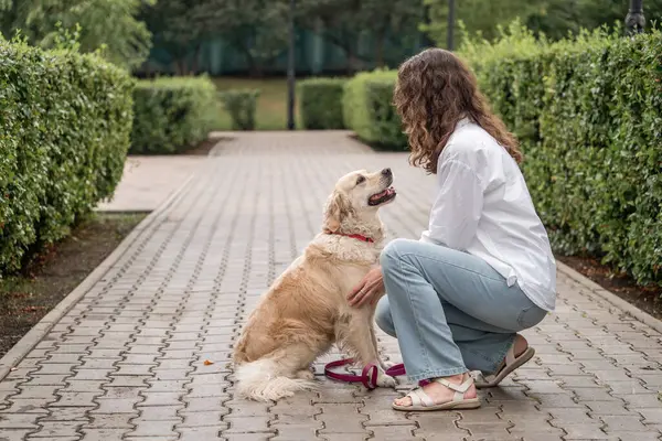 Golden Retriever köpeğini parkta eğiten kadın. Pati komutu ver.