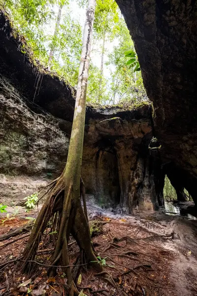 Beautiful view to tree sticking out of cave in Presidente Figueiredo