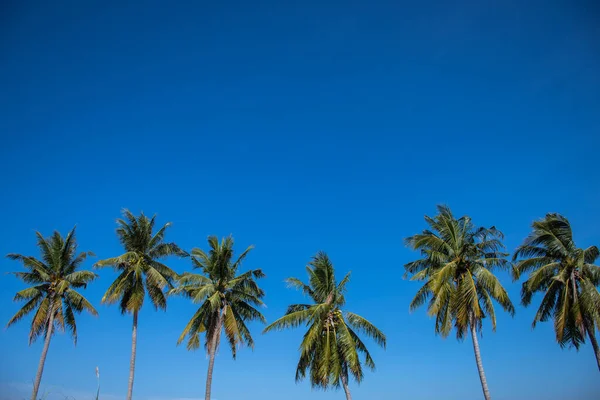 coconut trees lined up againts blue sky and green field on roadside in thailand
