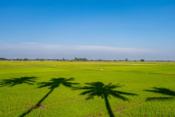 椰子树的影子投在泰国的绿稻田和蓝天 — 图库照片