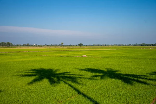 Тінь Кокосового Дерева Виливається Зелене Рисове Поле Блакитне Небо Таїланді — стокове фото
