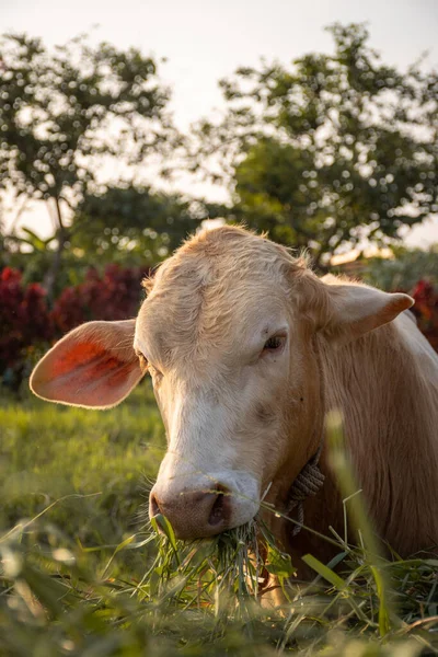 Close Shot Young Cow Eating Grass Countryside Thailand — Stock Photo, Image