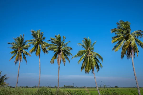 Coconut Trees Lined Againts Blue Sky Green Field Roadside Thailand — Stock Photo, Image
