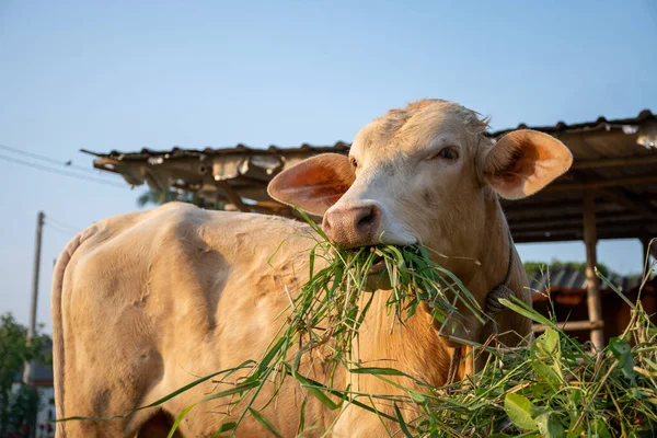 Close Shot Young Cow Eating Grass Countryside Thailand — Stock Photo, Image