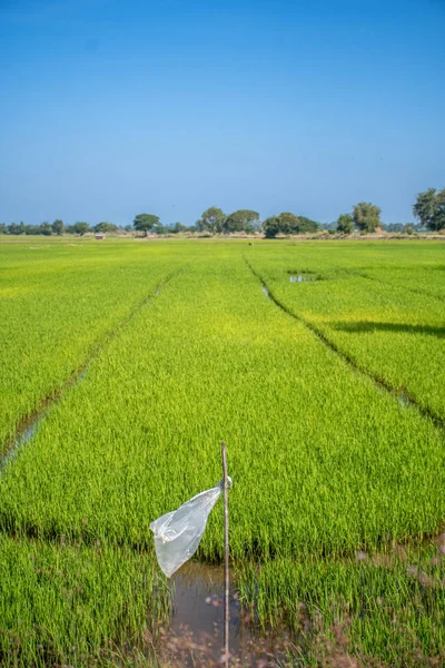Красочное Рисовое Поле Пластиковой Палкой Переднем Плане — стоковое фото