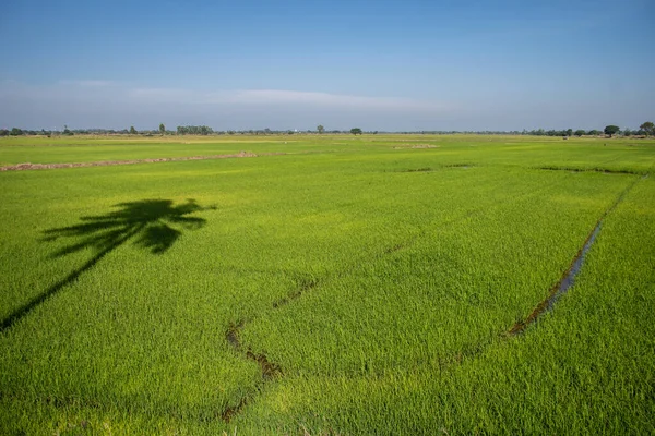 Shadow Coconut Tree Casting Green Rice Field Blue Sky Thailand — Stock Photo, Image