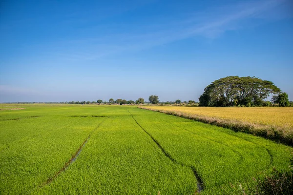 Дикий Пейзаж Рисового Поля Фоне Голубого Неба — стоковое фото